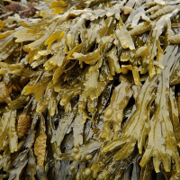 bladderwrack