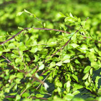 buchuleaf