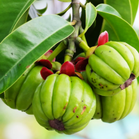 garciniacambogia800