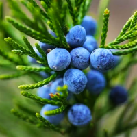 juniperberry800