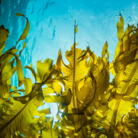 kelp800