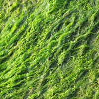 spirulina800